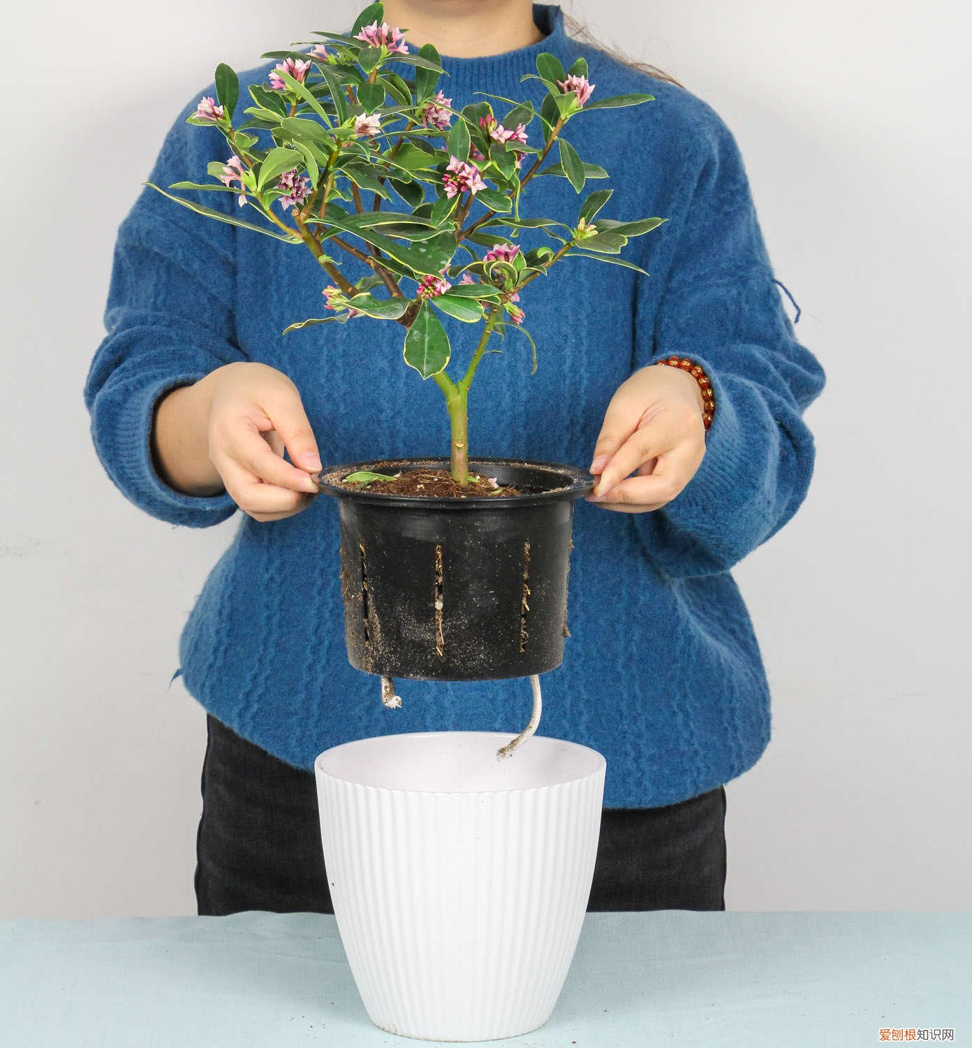 瑞香花怎么养及注意事项 瑞香花要怎么养