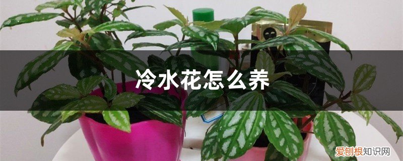 泡叶冷水花怎么养 冷水花怎么养