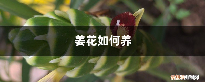 姜花如何养殖 姜花如何养