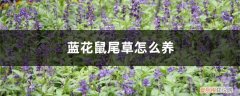 蓝花鼠尾草怎么养殖 蓝花鼠尾草怎么养
