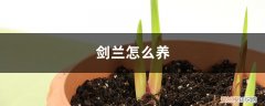 剑兰怎么养活 剑兰怎么养