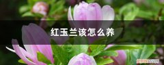 红玉兰该怎么养护 红玉兰该怎么养