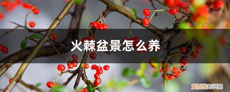 火棘盆景怎么养挂果多 火棘盆景怎么养