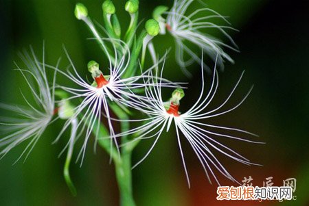 美杜莎如何种植 美杜莎该怎么养殖呢？