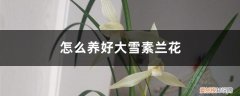 大雪素兰花的种植方法 怎么养好大雪素兰花