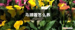 马蹄莲怎么养在水中 马蹄莲怎么养