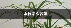 水竹养殖温、?度 水竹怎么养殖