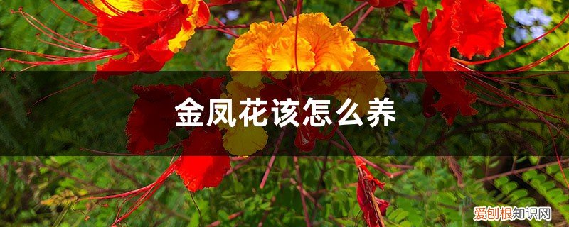 金凤花该怎么养护 金凤花该怎么养