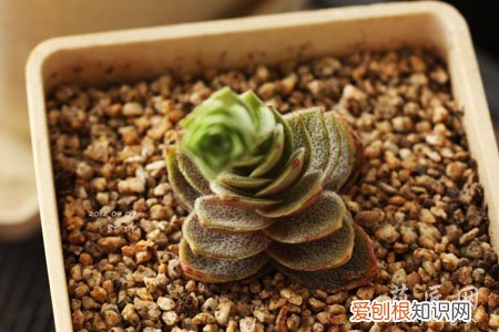 梦巴怎么养