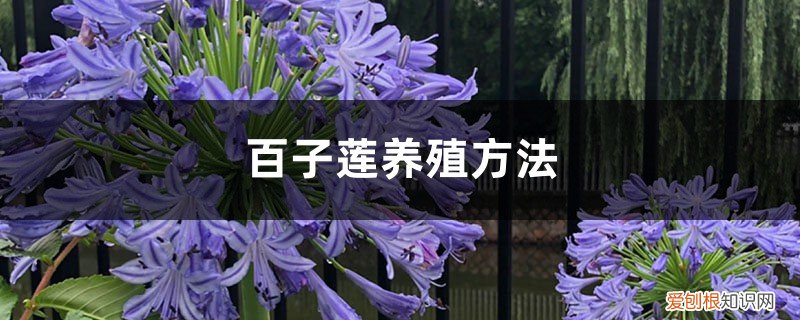 百子莲养殖方法和技术 百子莲养殖方法