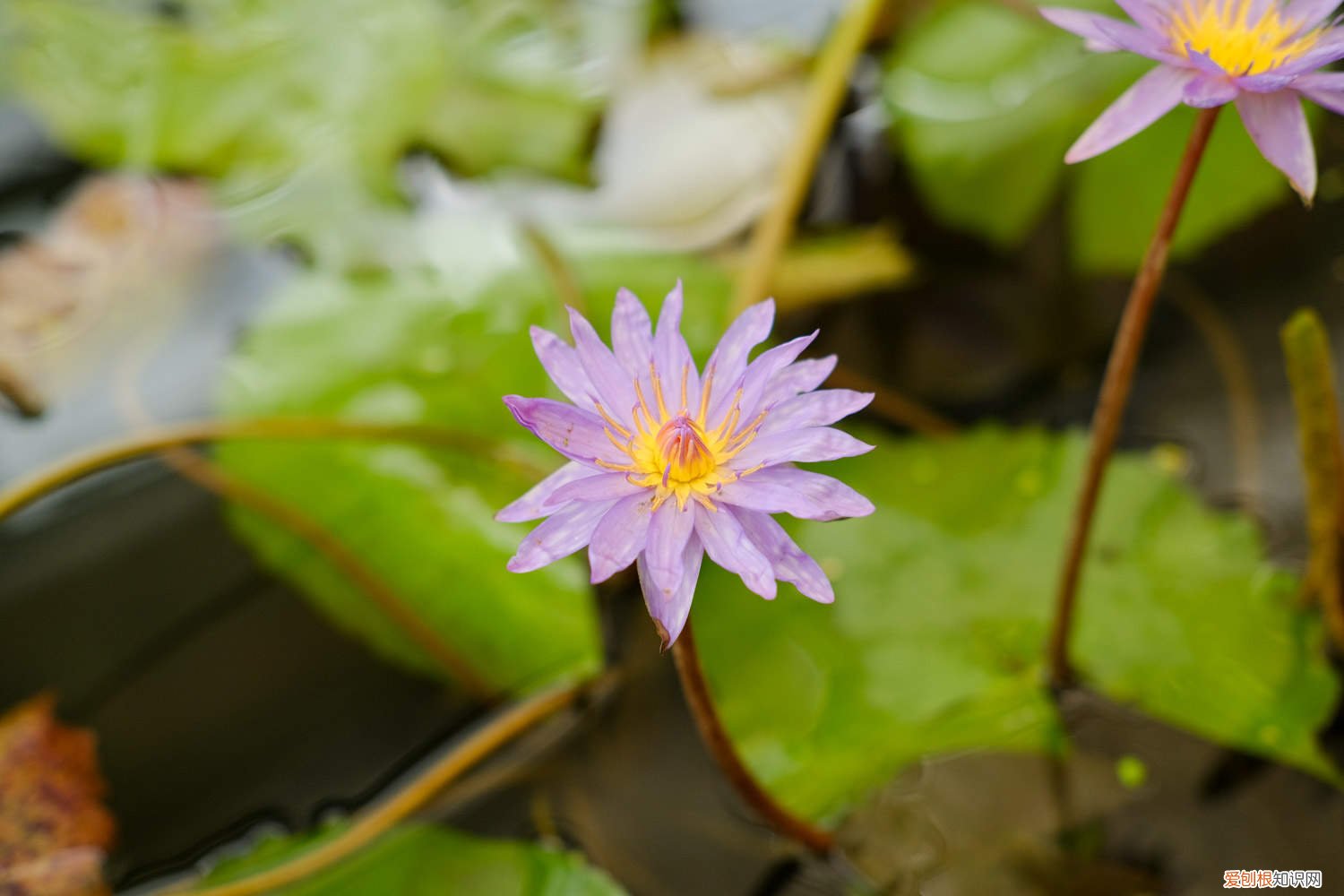 午时花什么时候开,怎么养花朵才开的更鲜艳一些 午时花什么时候开，怎么养花朵才开的更鲜艳