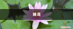 午时花什么时候开,怎么养花朵才开的更鲜艳一些 午时花什么时候开，怎么养花朵才开的更鲜艳