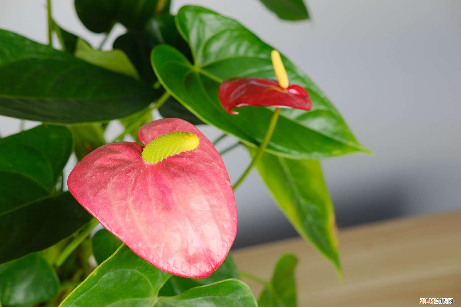 红掌多久浇一次水好 红掌多久浇一次水