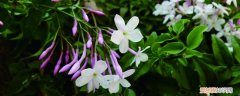 素馨花怎么种植视频 素馨花怎么种