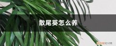 散尾葵怎么养护与浇水 散尾葵怎么养