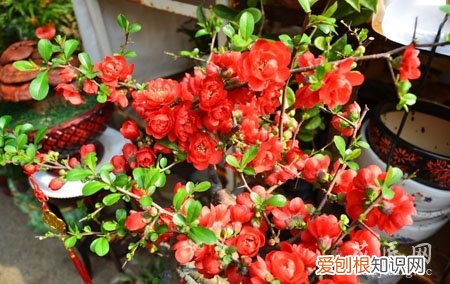贴梗海棠如何剪枝 修剪贴梗海棠你有何妙招