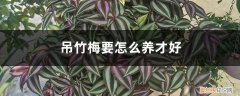吊竹梅要怎么养才好养活 吊竹梅要怎么养才好