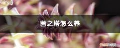 茜子塔怎么养 茜之塔怎么养