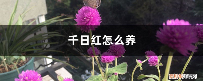 千日红的养殖方法和注意事项 千日红怎么养