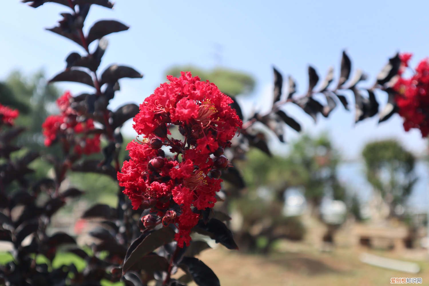 紫薇怎么养开花 紫薇怎么养