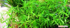 观音竹的养殖方法和注意事项盆栽 观音竹的养殖方法和注意事项，和富贵竹有什么区别