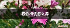 石竹梅可以养在卧室吗 石竹梅该怎么养