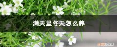 满天星盆栽怎样过冬 满天星冬天怎么养