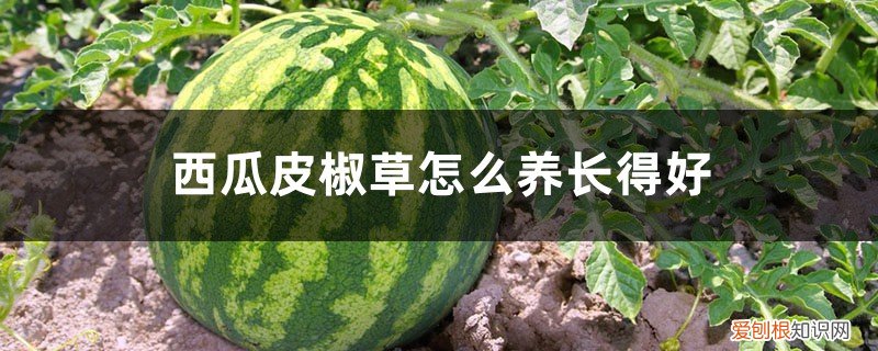 植物西瓜皮椒草有毒吗 西瓜皮椒草怎么养长得好