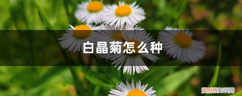白晶菊怎么种才能开花 白晶菊怎么种
