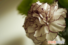 香石竹原产地 香石竹的介绍