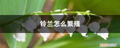 铃兰怎么种? 铃兰怎么繁殖
