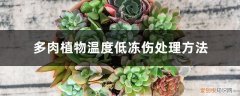 多肉多低温度会冻死 多肉植物温度低冻伤处理方法