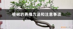 盆景榆树的养殖方法和注意事项 榆树的养殖方法和注意事项