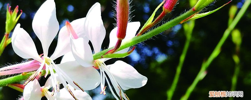千禧鸟花怎么养 千鸟花该怎么养