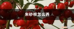 朱砂根怎么养植 朱砂根怎么养