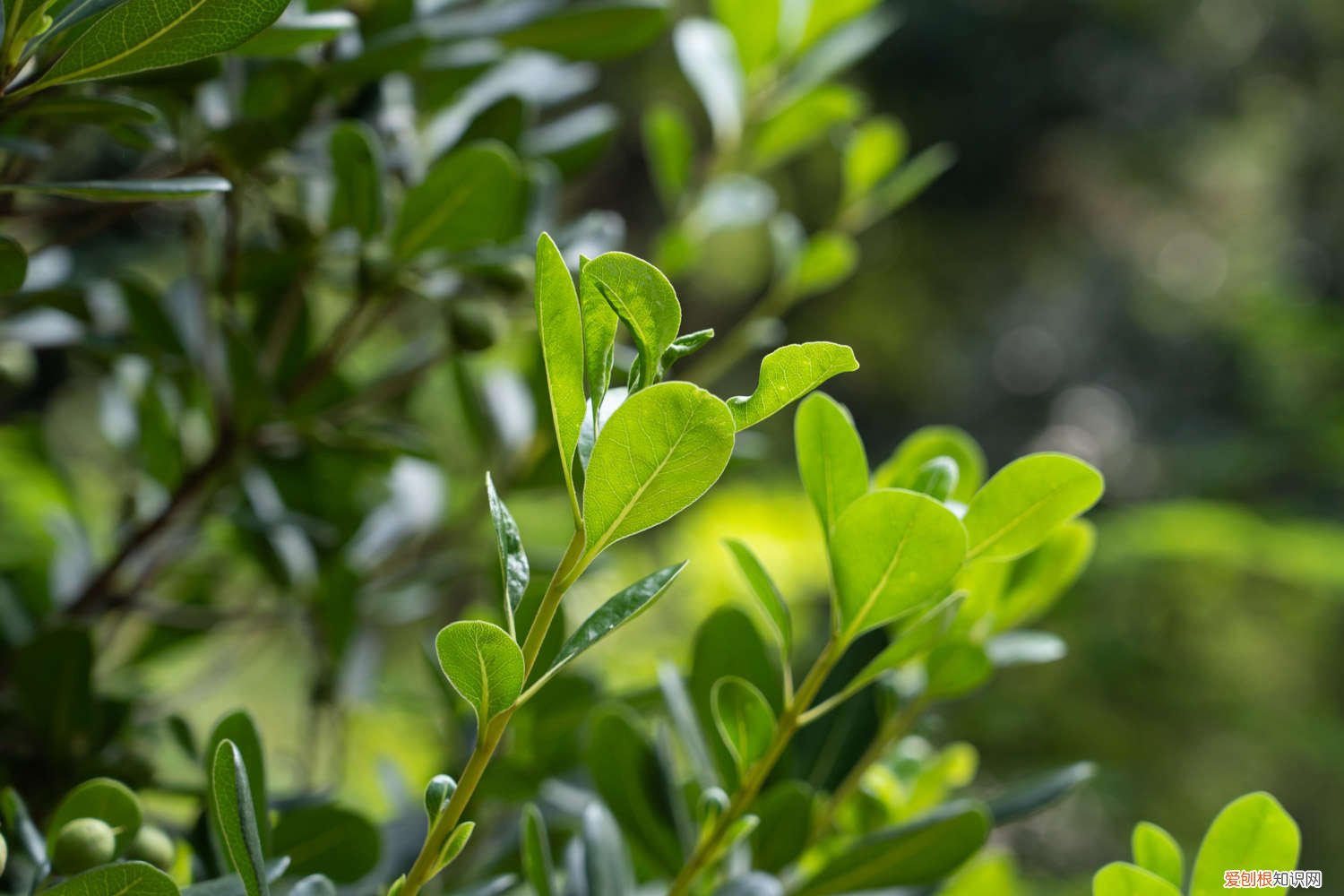 海桐种植技术 海桐怎么养殖