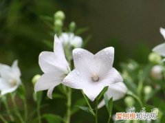 桔梗种植法 桔梗种植技术有哪些？