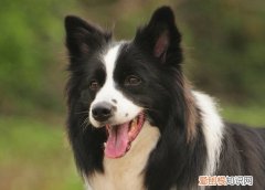 边牧走丢了会想主人吗 边牧走丢了会想主人