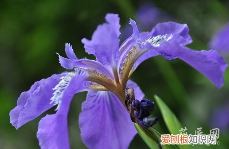 鸢尾花什么 鸢尾花的介绍