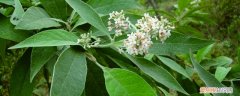 密蒙花生长环境 密蒙花怎么养