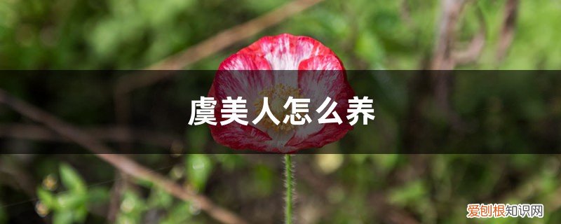 虞美人适合家养吗 虞美人怎么养
