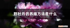 野牡丹的养殖方法是什么样的 野牡丹的养殖方法是什么