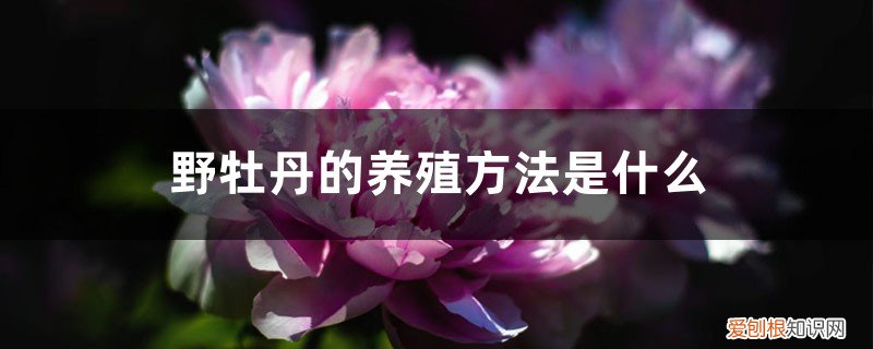 野牡丹的养殖方法是什么样的 野牡丹的养殖方法是什么