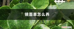 镜面草怎么养成老桩 镜面草怎么养