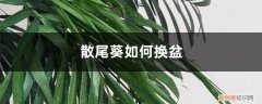 散尾葵如何换盆养护 散尾葵如何换盆