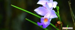 兰竹种植方法 竹叶兰盆栽怎么养