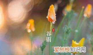 谷雨这天吃什么最好 谷雨节气吃什么