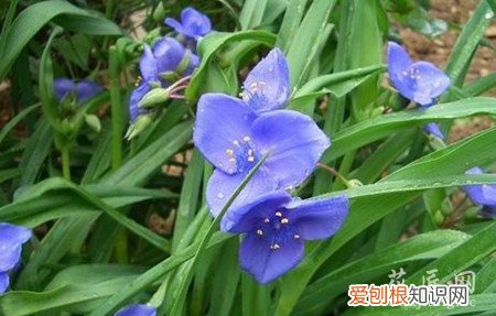 紫草种植技术与栽培管理 紫露草的栽培技术