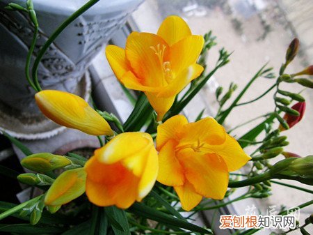 香雪兰徒长还能开花么 香雪兰盆栽管理及徒长控制