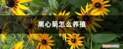 木菊花怎么养殖 黑心菊怎么养殖